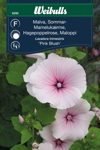 Blomsterfrø, Sommer mamlukærme, Pink Blush