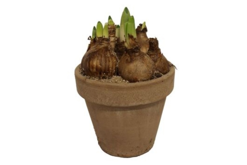 Påskelilje i lerpotte, Narcissus Sweet Desire, Ø13 cm