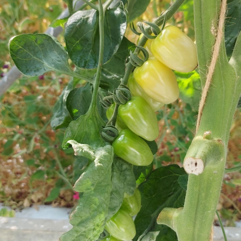 Økologisk tomatplante, Krebs White, Ø11,5 cm