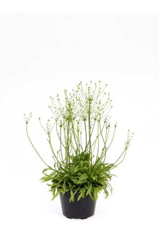 Staude, Androsace Septentrionalis 'Stardust', Ø11 cm