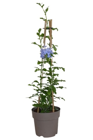 Blyblomst, Plumbago auriculata, Ø19 cm