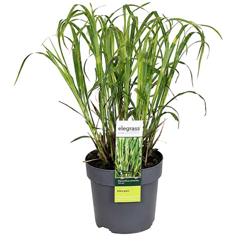 Zebragræs, Miscanthus sinensis Strictus, Ø19 cm
