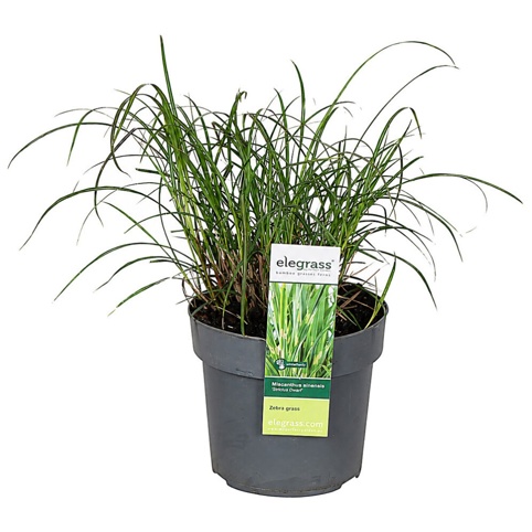 Zebragræs, Miscanthus sinensis Strictus Dwarf, Ø19 cm
