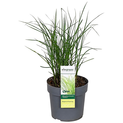 Elefantgræs, Miscanthus sinensis Gracillimus, Ø19 cm