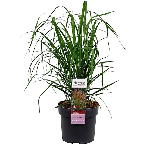 Rørhvene, Calamagrostis Karl Foerster, Ø19 cm