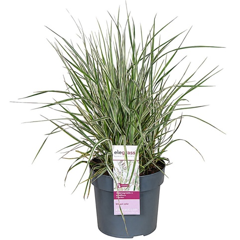 Rørhvene, Calamagrostis Overdam, Ø19 cm