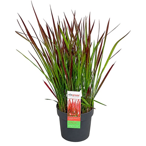 Blodgræs, Imperata cylindrica Red Baron, Ø19 cm