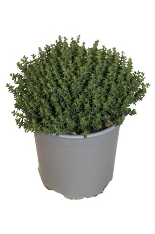 Timian, Thymus Faustini, Ø18 cm