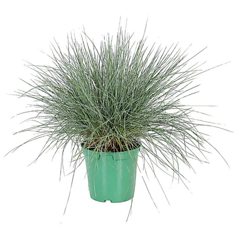 Blåsvingel, Festuca glauca Intens Blue, Ø17 cm