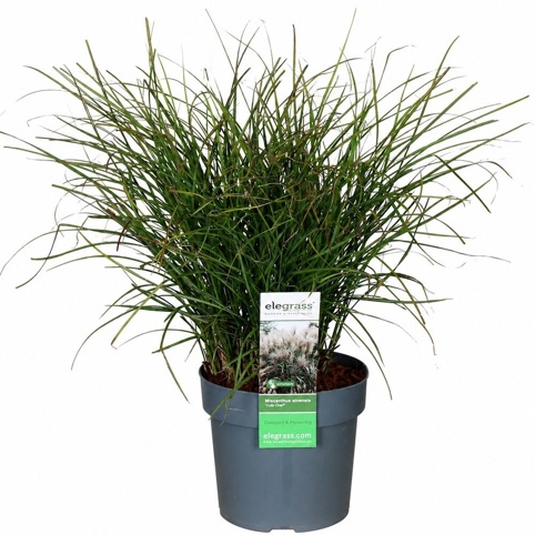 Elefantgræs, Miscanthus sinensis Cute One, Ø19 cm