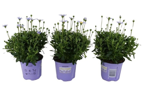 Blå marguerit, Felicia amelloides Felicitara Blue, Ø10,5 cm