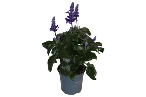 Prydsalvie, Salvia Victoria, Ø12 cm