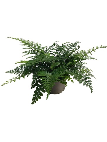Fugleredebregne, Asplenium Parvati, Ø14 cm