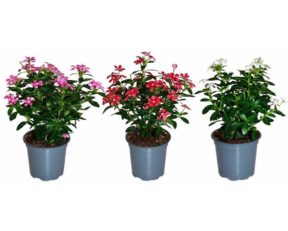 Sommer-vinca, Catharanthus roseus, Ø11 cm