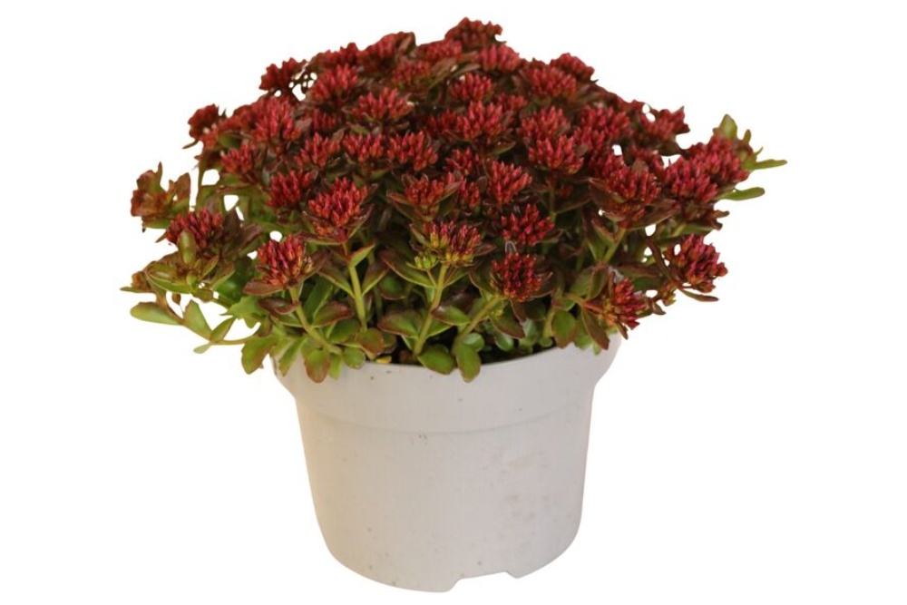 Stenurt, Sedum Spot On, Ø17 cm