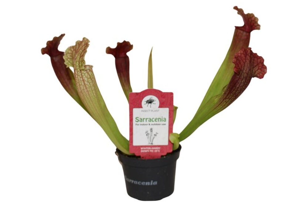 Purpur-trompetkande, Sarracenia purpurea, Ø9 cm
