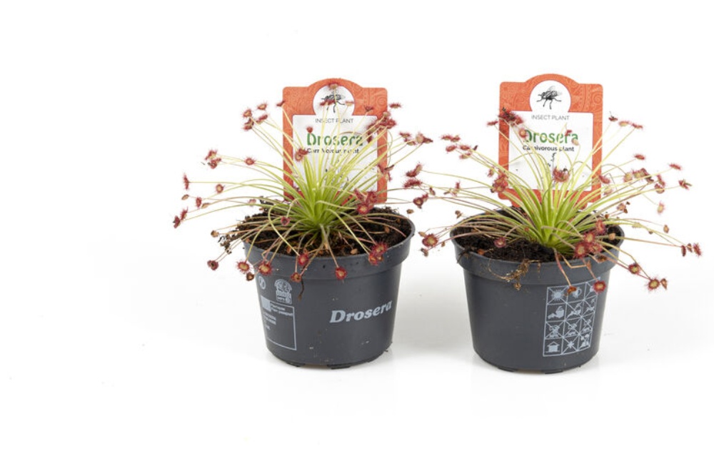 Soldug, Drosera paradoxa, Ø9 cm