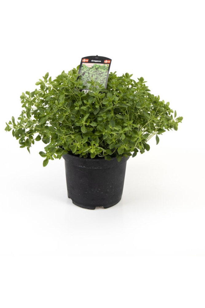 Oregano, Ø19 cm