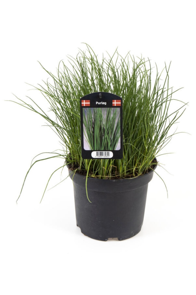 Purløg, Ø19 cm