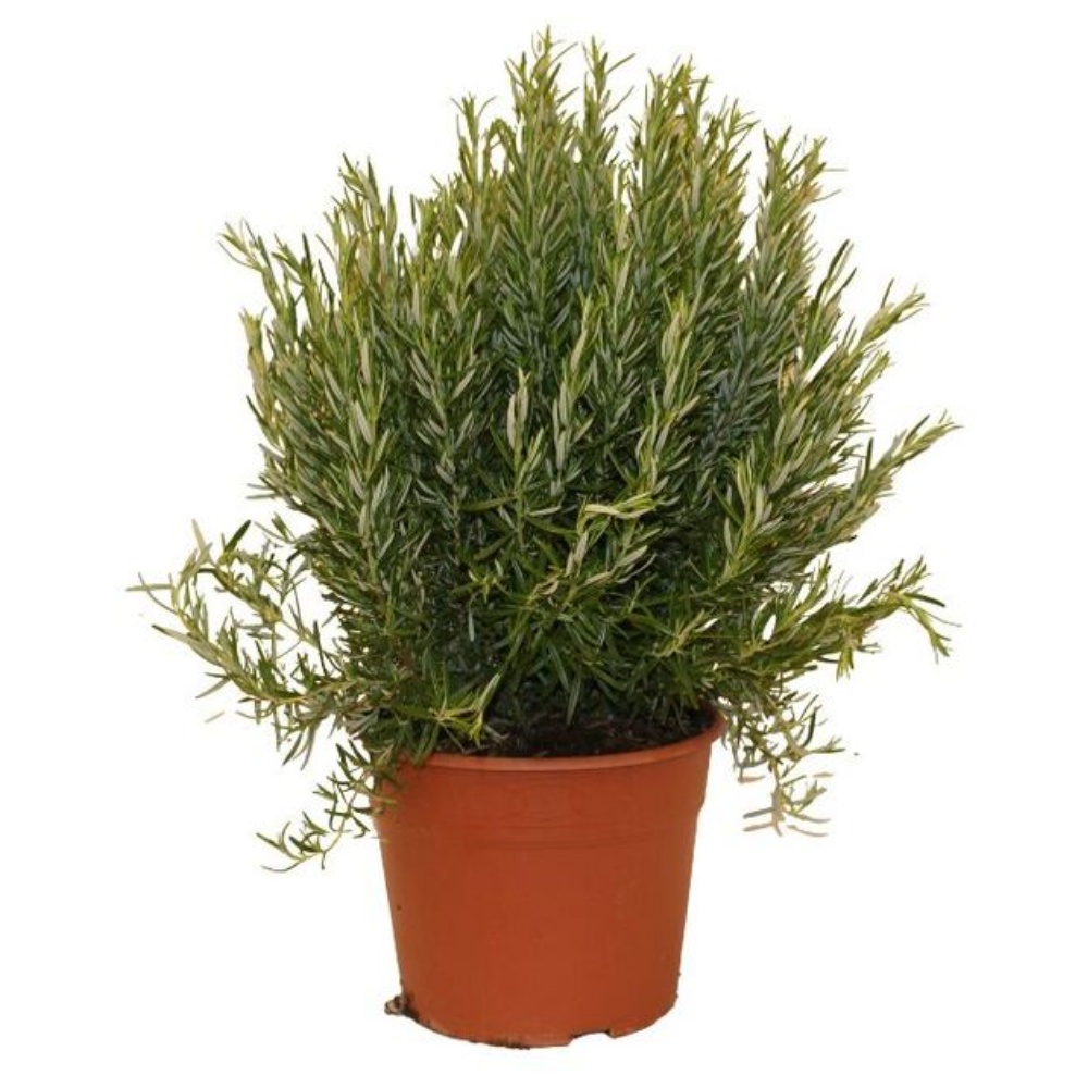 Rosmarin, Rosmarinus officinalis, Ø18 cm