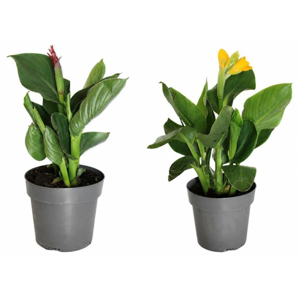 Canna, Ø19 cm