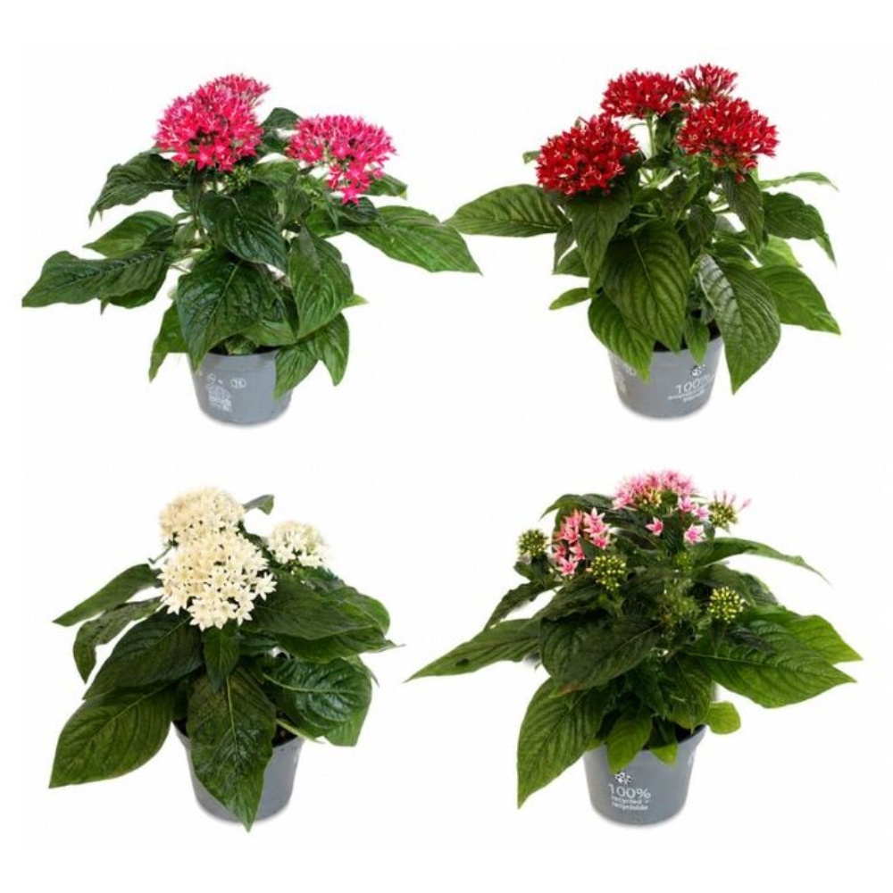 Pentas, Ø12 cm