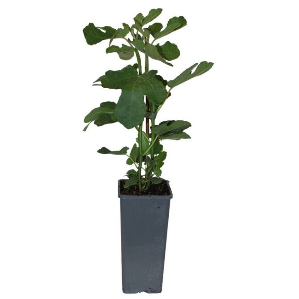 Figentræ, Ficus carica Brown Turkey, Ø17 cm