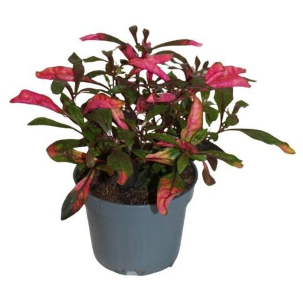 Papegøjeblad, Alternanthera reineckii, Ø12 cm