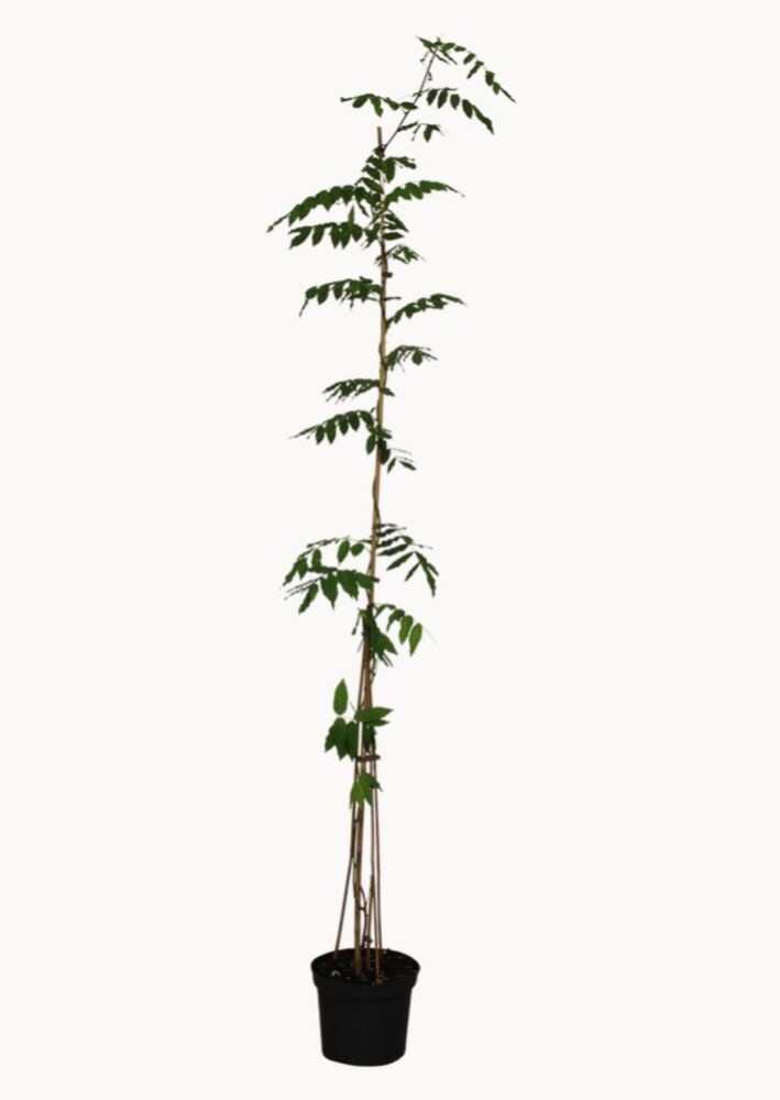 Blåregn, Wisteria Floribunda, Ø27 cm