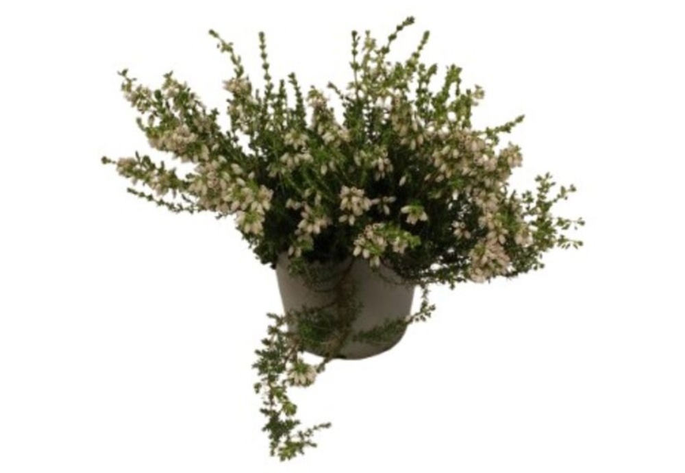 Lyng, Erica Cinerea, Ø12 cm
