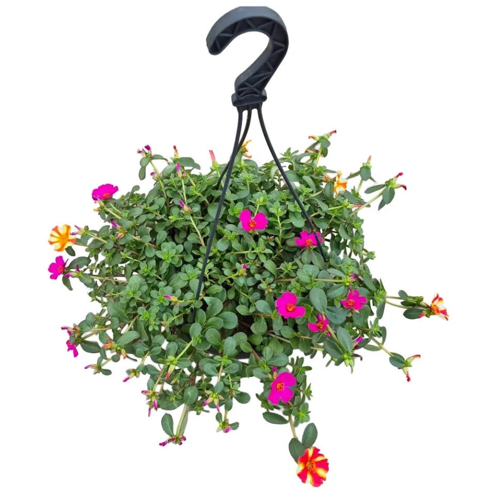 Sommerblomst, Portulaca, Ø27 cm