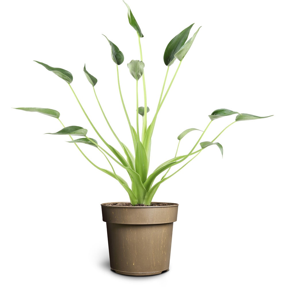 Alocasia Tiny Dancer Ø17 cm